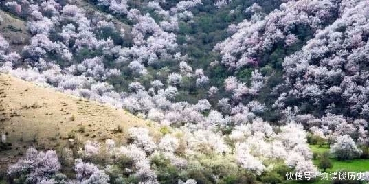 北陂杏花|王安石晚年的这首作品，短短几句意境悲凉，是他最真实的人生写照