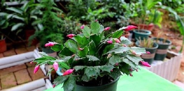 蟹爪兰长得慢不开花,1种“营养水”能派上大用场,浇完长势变旺