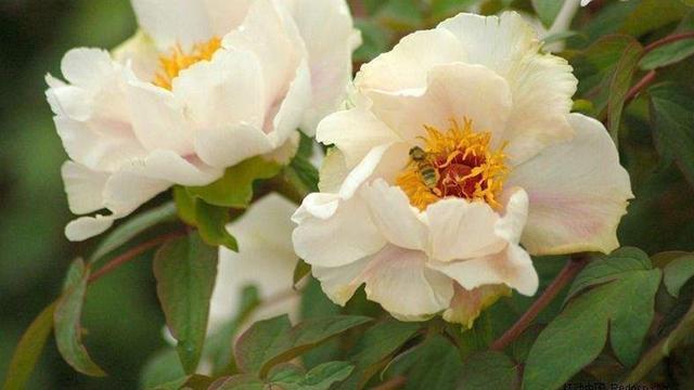 六六大吉|农历生日尾数是几的孩子,多财多福,长大后定有一番作为