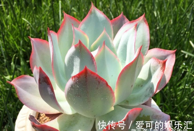 老桩|喜欢薄叶多肉,却没养过蓝光?那就像吃火锅不放香菜一样没有灵魂