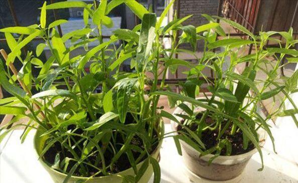 种植|5种“菜根”别扔,插进花盆,浇浇水,半个月长成“小菜园”