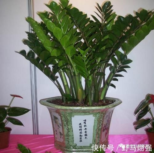 金钱树|太省心的花,1个月浇一次就行,叶子长的还超旺盛!