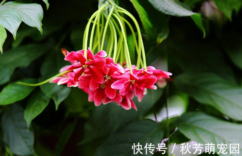 药用价值|此花被称为花中君子,药用价值极高,可治疗各种不良疾病