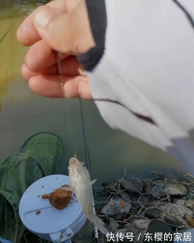 老鬼螺鲤钓鲤鱼,yyds