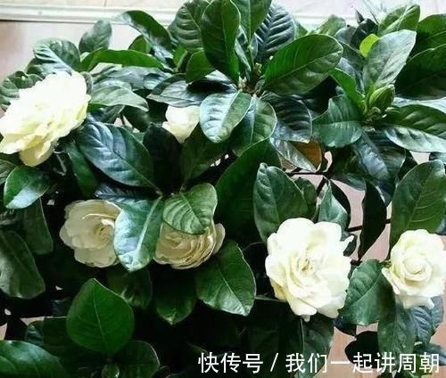 土壤|老花匠才知道的“养花催花利器”:家畜内脏、鱼鳞!