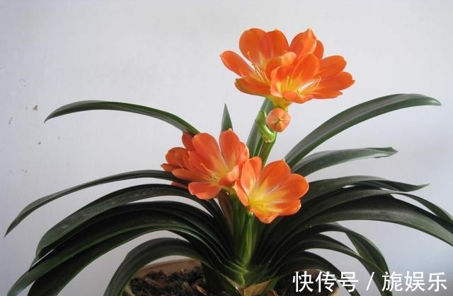 君子兰肥料给劲长得旺,这几种好肥料不能少,加一点就蹭蹭爆盆