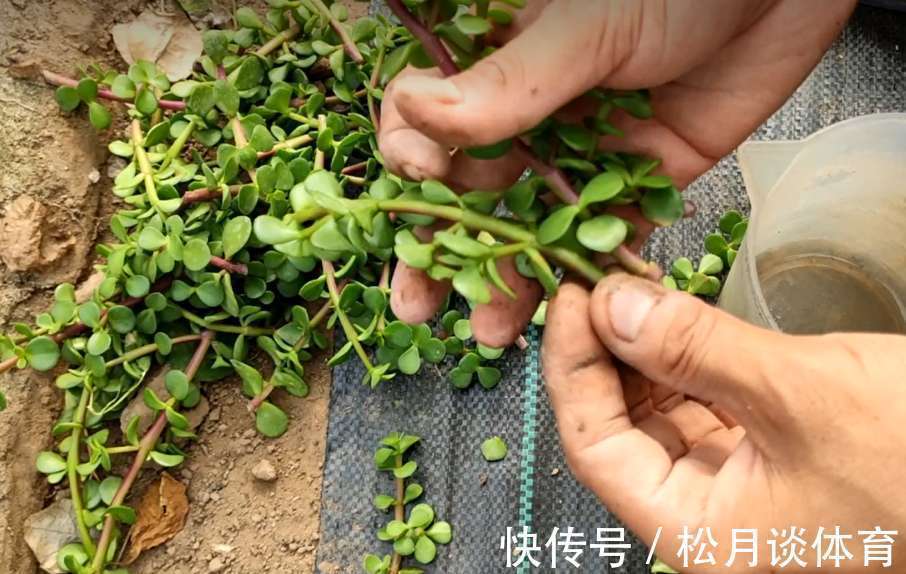 金枝玉叶|公认好养的5种花,能活一百年,开花吉利带仙气,越养越值钱