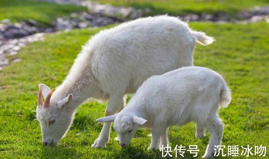 福禄|谁是生肖猪的“最佳婚配”,不离婚就注定家庭和睦,福禄双全