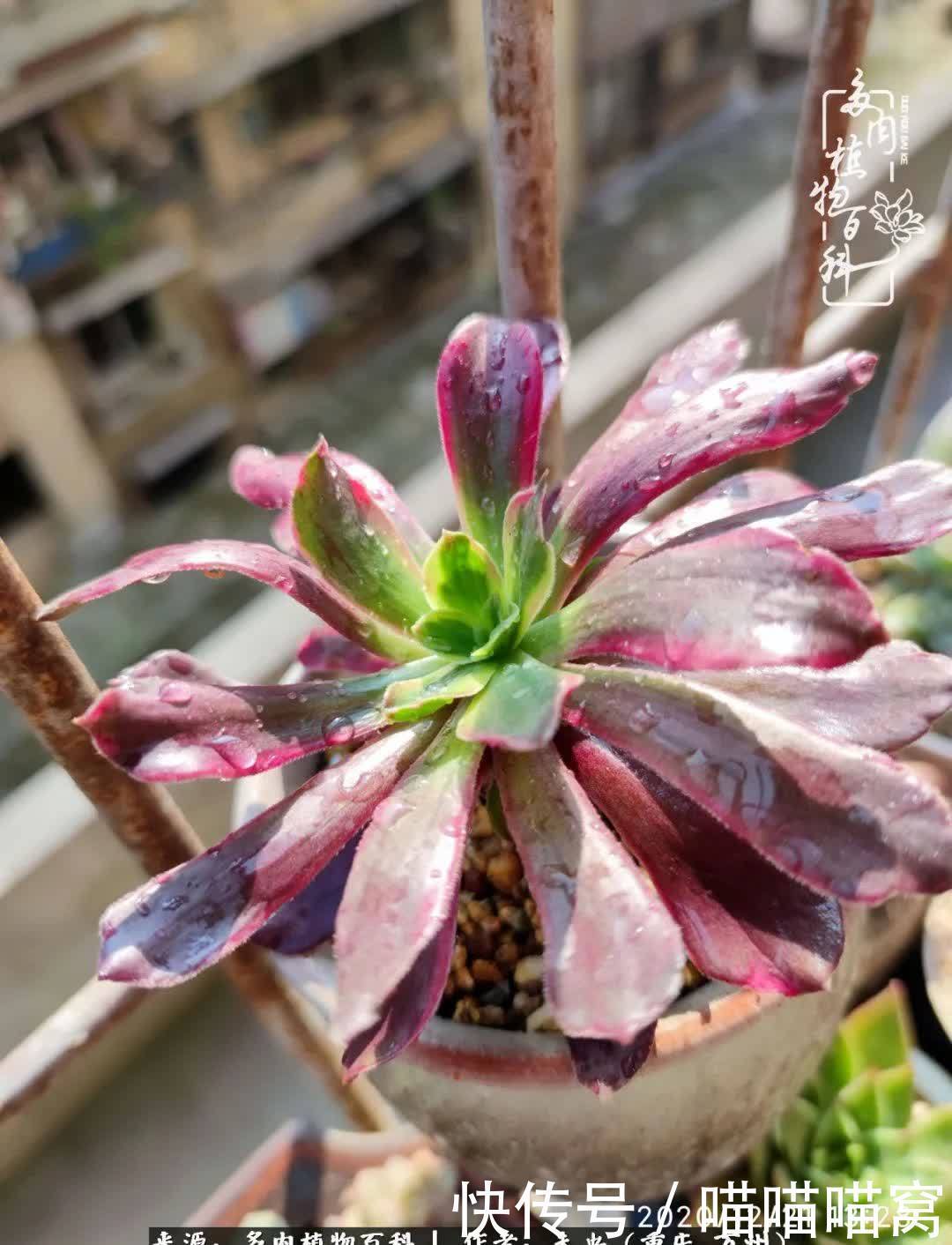 养肉多年,从未出坑过!养多肉是我最喜欢最坚持的爱好!