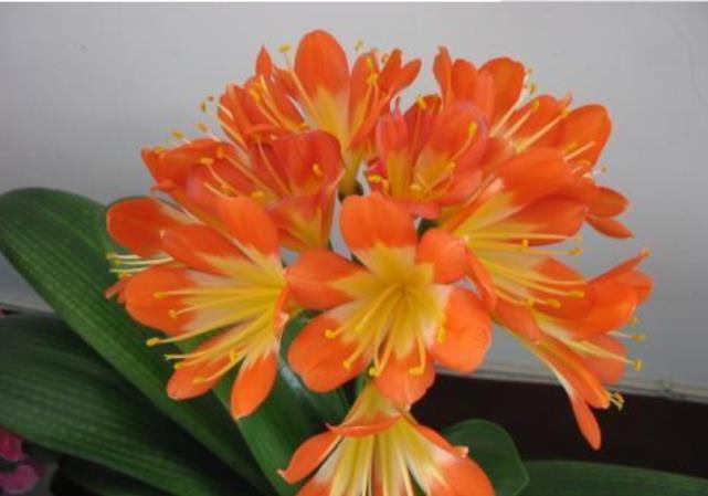 养花就养这几款,一年四季都开花,花开一茬又一茬,超漂亮