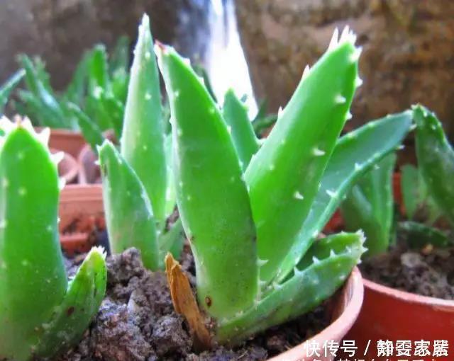 种花|5种花在夜间“呼吸”，适合放在卧室内，可净化废气，对睡眠好