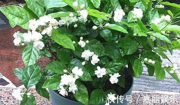 茉莉花|盆栽茉莉花，“摘”字要牢记！做好植株壮，四季开花，次次开爆！