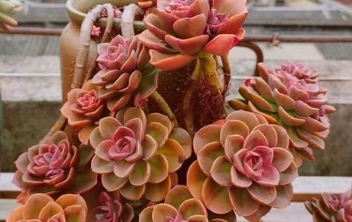 养多肉植物，用上4个“小技巧”，长成老桩更漂亮