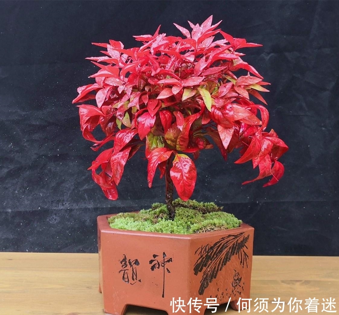 越冷叶子越红，对环境无要求，这样的植物你养过吗？