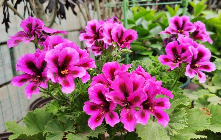 花友|不爱买土的花友,夏季别闲着,自己配制营养土,为秋季换盆做准备