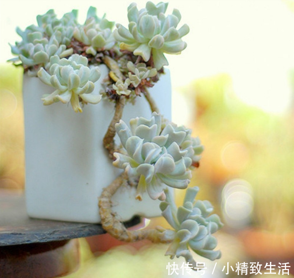 多肉植物老桩越老越美 但是一定要小心这3种类型的 假老桩 快资讯