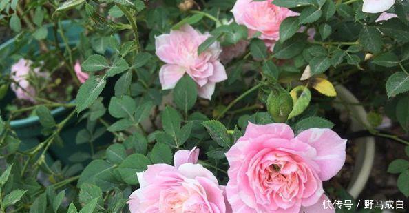 静赏花落|喜欢菊花,不如养盆“花中精品”幸福之门,似美人起舞,艳丽清雅