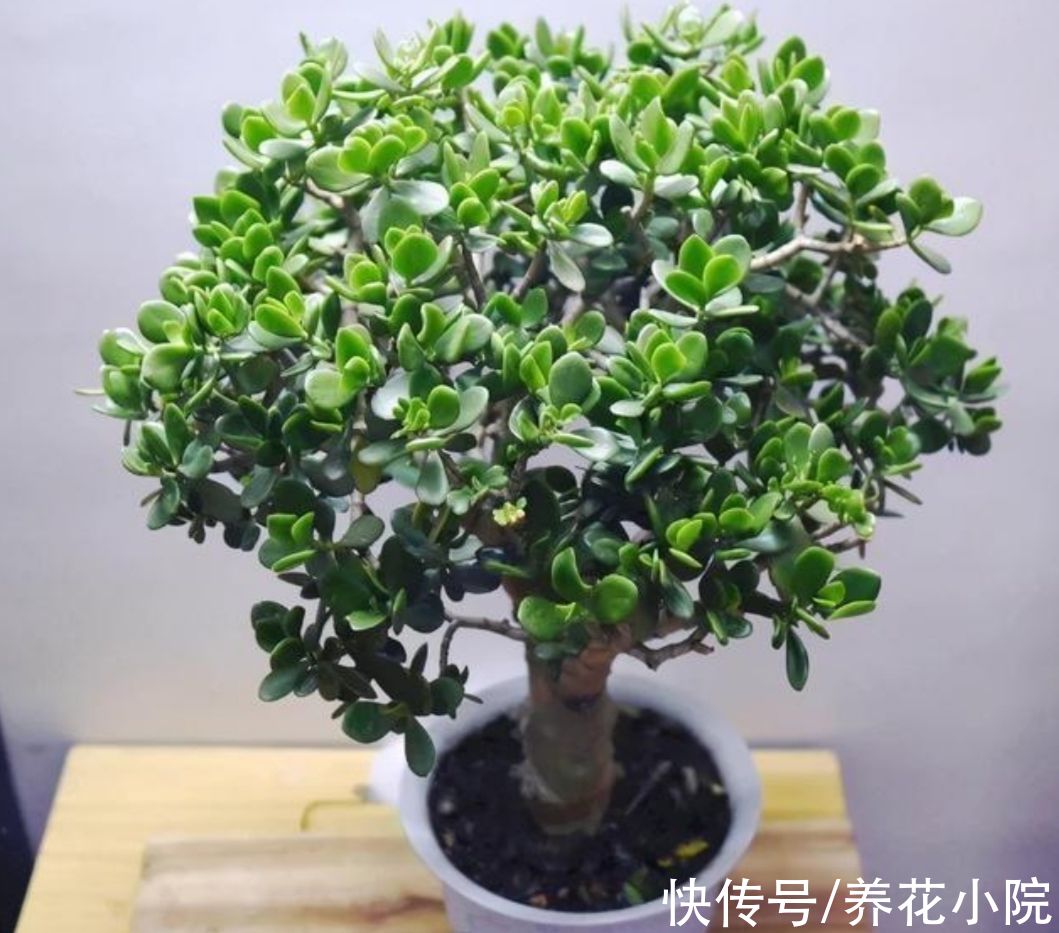 玉树养成老桩，5个关键养护缺一不可，难怪长得太慢