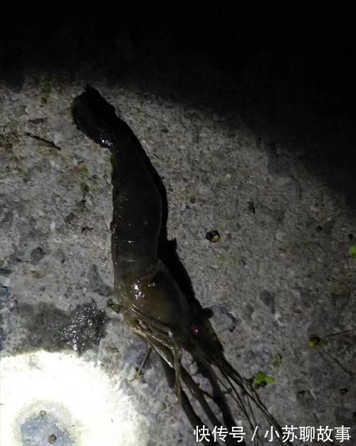 成果|女网友晒钓虾成果，赢来网友一片喝彩！