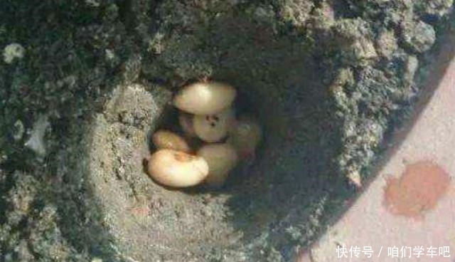 这些食物,每个月给君子兰“喂”一点,叶片绿,根系壮!