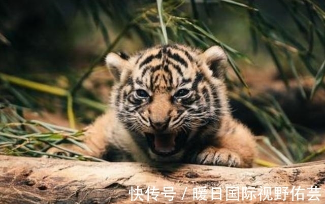 老虎#老一辈说“虎生三子,必有一彪”,似虎非虎的彪,有何特殊之处?