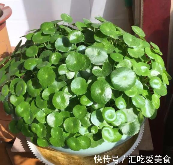 家里养了4种花,长不好就“剃个头”,剪秃了猛长出一茬新叶