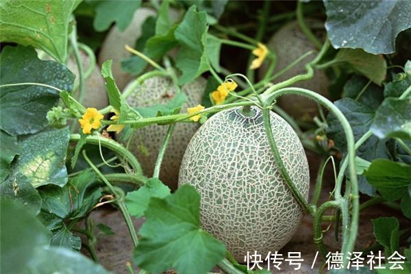 武昌鱼|秋天来了,推荐多吃以下食物,增进食欲,养肝排毒,早吃早好