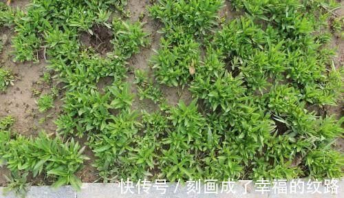 金不换|农村一种很“麻烦”的野菜,它才是真正的“金不换”,能防中风