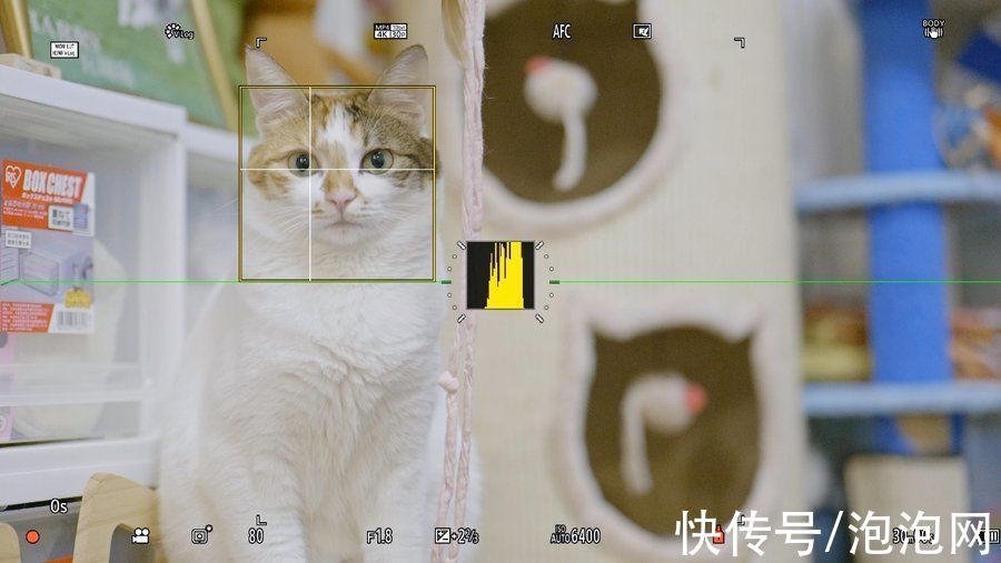 lut|初体验！松下LUMIX S5全画幅微单宠物视频拍摄