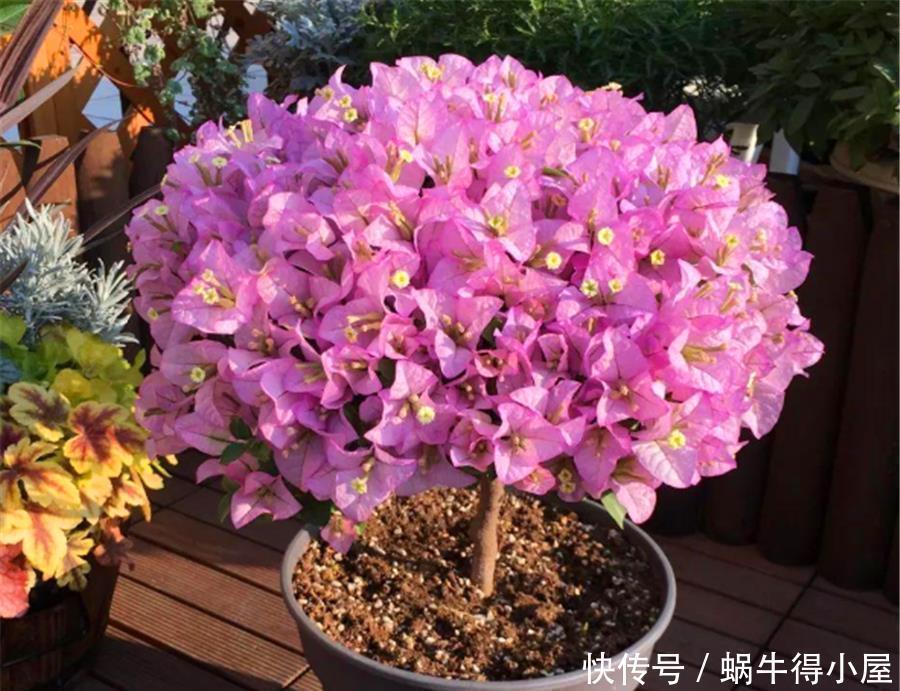 天气回暖,三角梅养护有妙招,早做3件事,花比叶子多,轻松爆盆