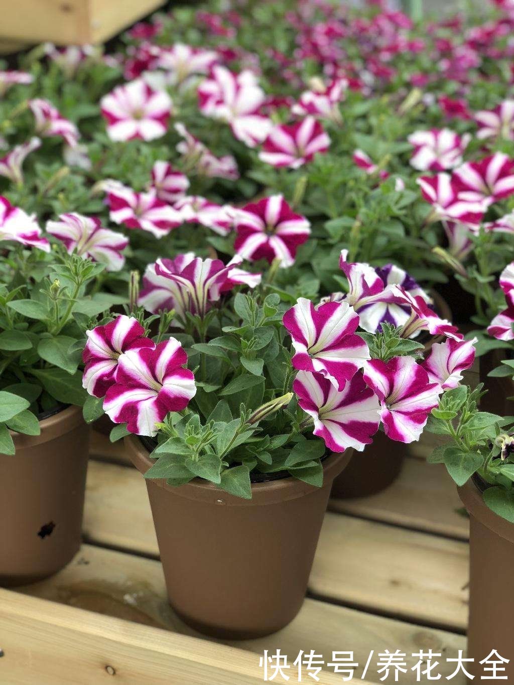 这种花能吃虫子？家里养了一盆，蚊虫全都不见了