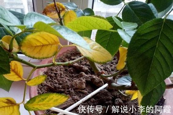 刚买的月季小苗黄叶黑杆枯萎，不是商家卖假货，只是养护方法不对