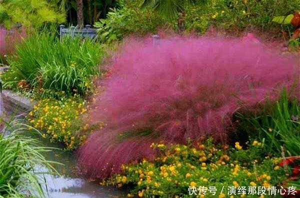 植株|9种比花还美的草,院子里种起来,美如仙境没商量!