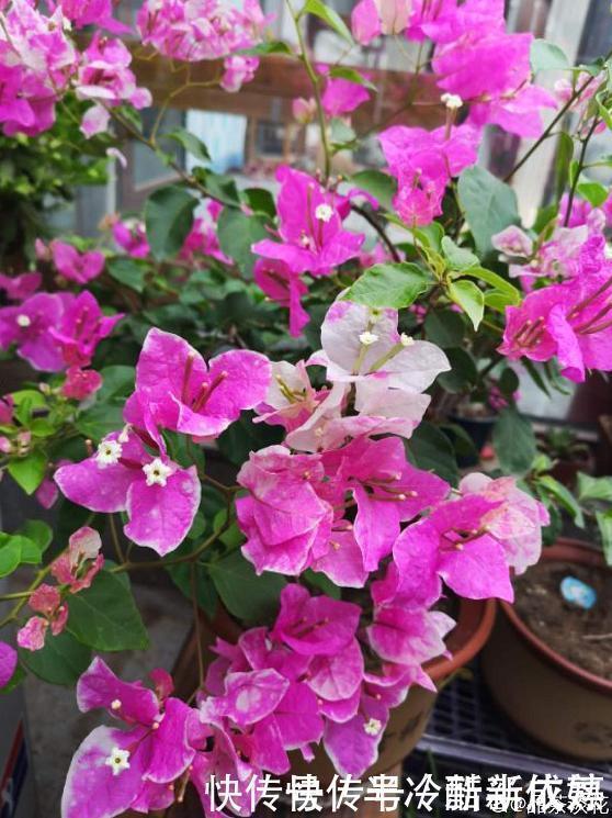 三角梅这些品种最勤花,一年四季开不停,花多得不见叶!