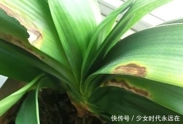 蹭蹭|为什么君子兰长的慢?掌握这几点,君子兰蹭蹭往上长!