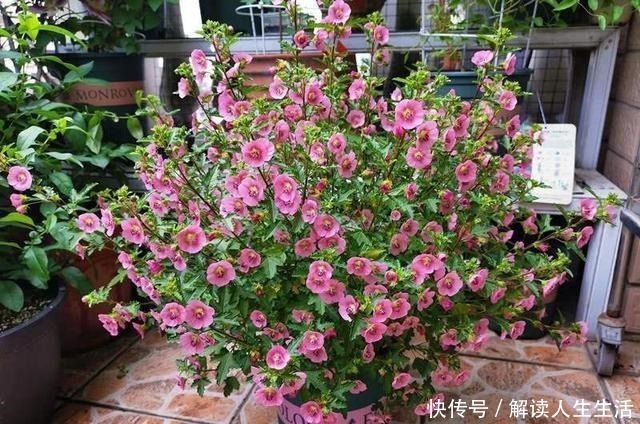 植物|养花13年,总结“6个”养花入门要点,三分钟看懂,养啥花都活!