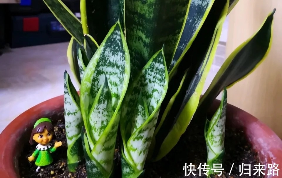 冬天虎皮兰,正在“虚弱期”,注意3个要点,小芽一个接一个