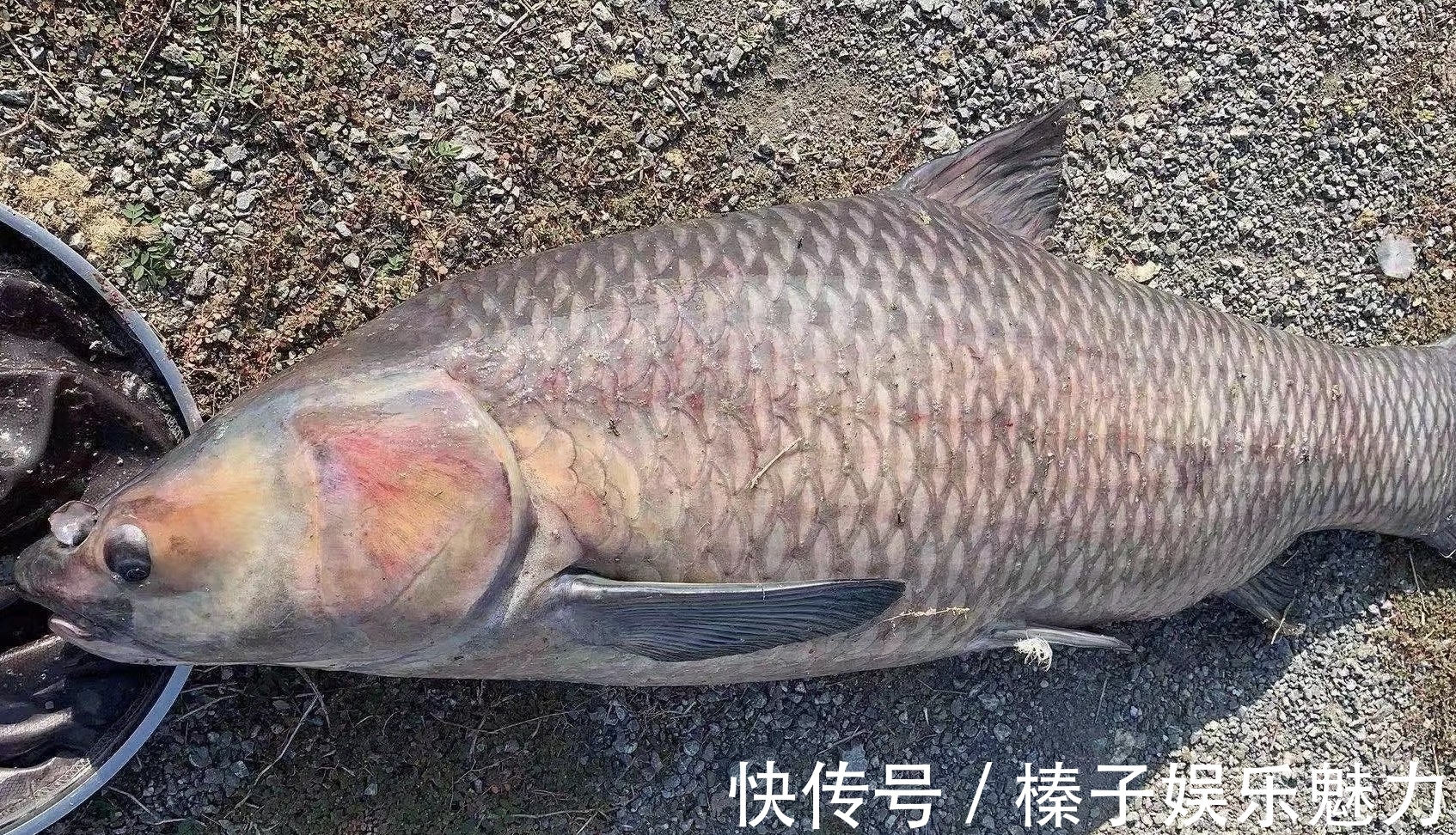 从两条百斤大青到带货近1.6亿，一夜爆红，谈钓王邓刚的精彩人生