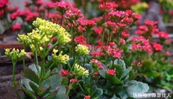 枝条|学几招长寿花的修剪方法,一年开花2次!