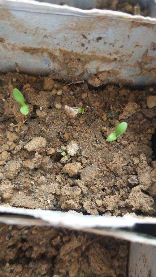 土里加两滴它,碱性变酸性,花儿都肥壮!