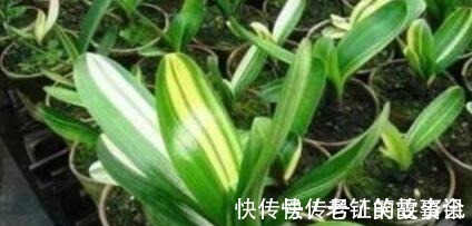 养花就浇“1种水”，盆土不板结，叶绿花还多，比施肥强得多！