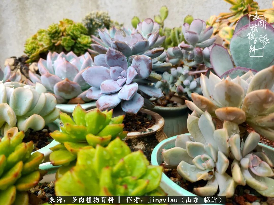 花月|多肉露养度夏，没遮阳没遮雨，有惊无险！