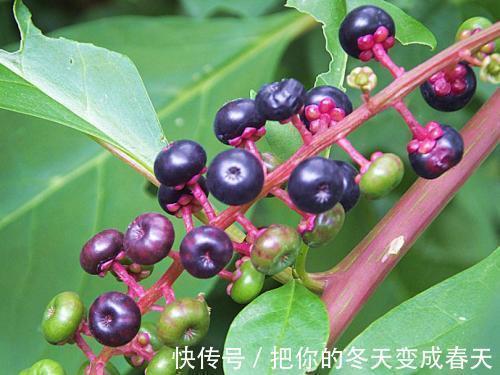 野果|农村一种常见“野果”，常被农民当野菜吃，却不知根部价值珍贵