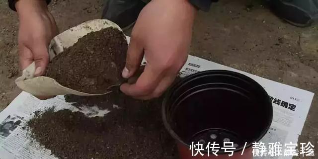 一招教你把旧土变新土，再也不用花钱买营养土种花了