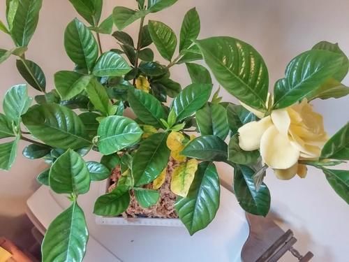 花市买的栀子花很快黄叶、掉叶,花苞还开就凋谢,哪里出错了?