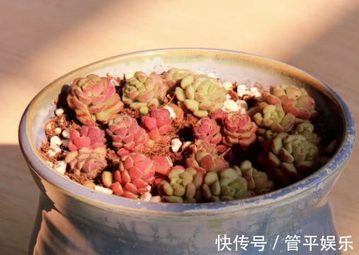 叶片|多肉春之奇迹怎么养教你3个小窍门,轻松养出爆盆的春之奇迹