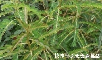 尿路感染|人称“阴阳草”,如今不多见,看到是福气,别拔,拔1棵少1棵
