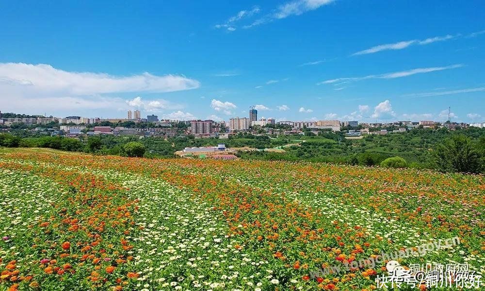 百日菊|八月宜君，百日菊开满了山岗