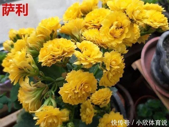 这种花品种多，花型好，养了你就爱上了！
