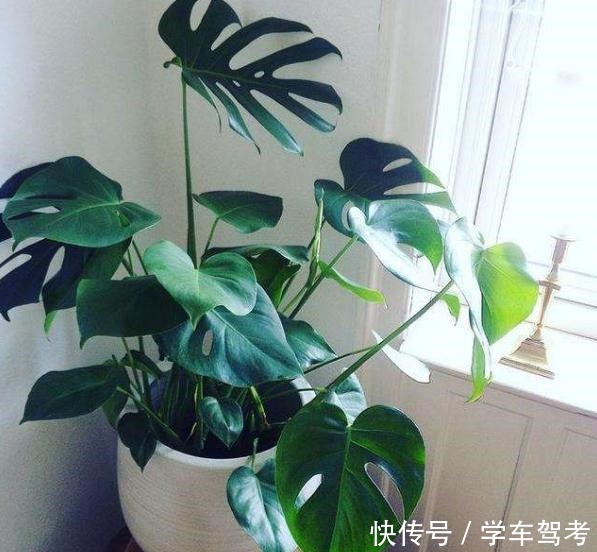 家中养什么花别错过“这5种”,四季赏花,四季常青,净化空气!